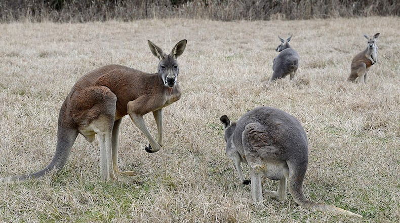 Two teenagers in Australia have been charged in the killing of 14 kangaroos that were found beaten to death over the weekend about 170 miles south of Sydney, according to reports.