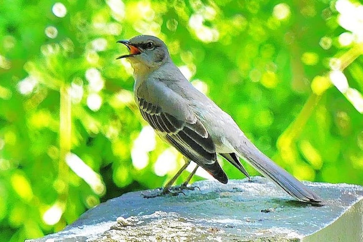 It's hard to imagine a Georgia spring without a singing mockingbird, whose superb mimicry can imitate the songs of most other birds. (Courtesy of Charles Seabrook)