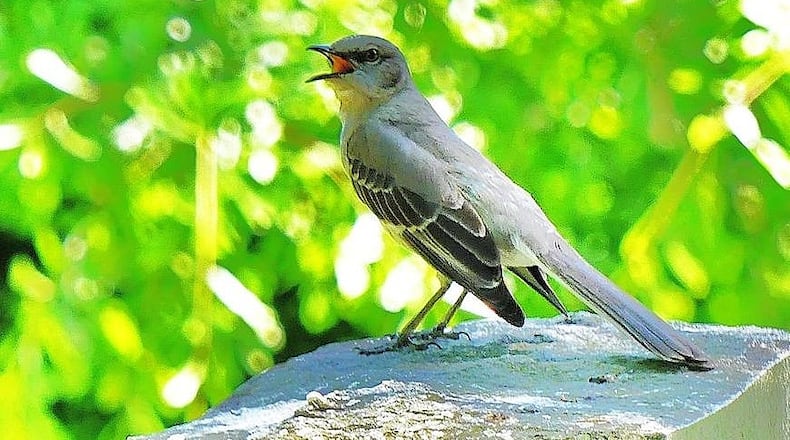 It's hard to imagine a Georgia spring without a singing mockingbird, whose superb mimicry can imitate the songs of most other birds. (Courtesy of Charles Seabrook)