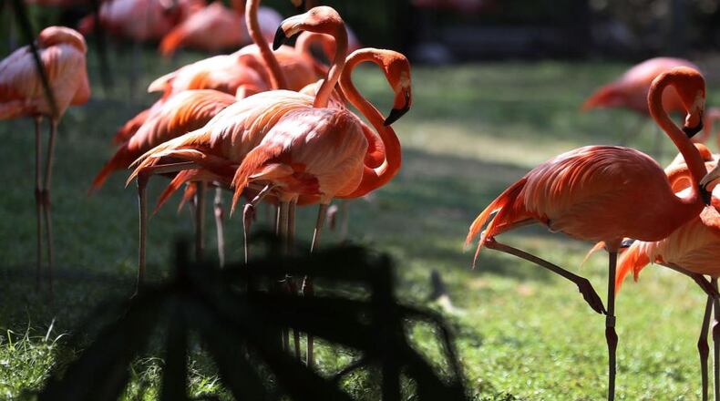 An American flamingo egg hatched at a South Florida sanctuary last week.