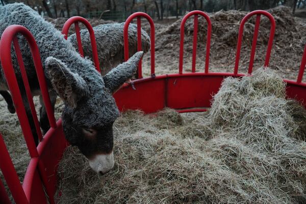 A donkey eats hay, Tuesday, Feb. 18, 2025, at a farm in Luther, Okla. (AP Photo/Joshua A. Bickel)