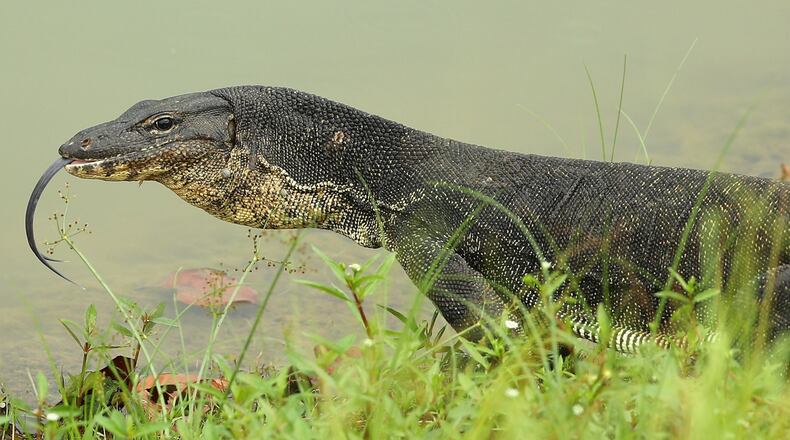 File photo of a a monitor lizard.