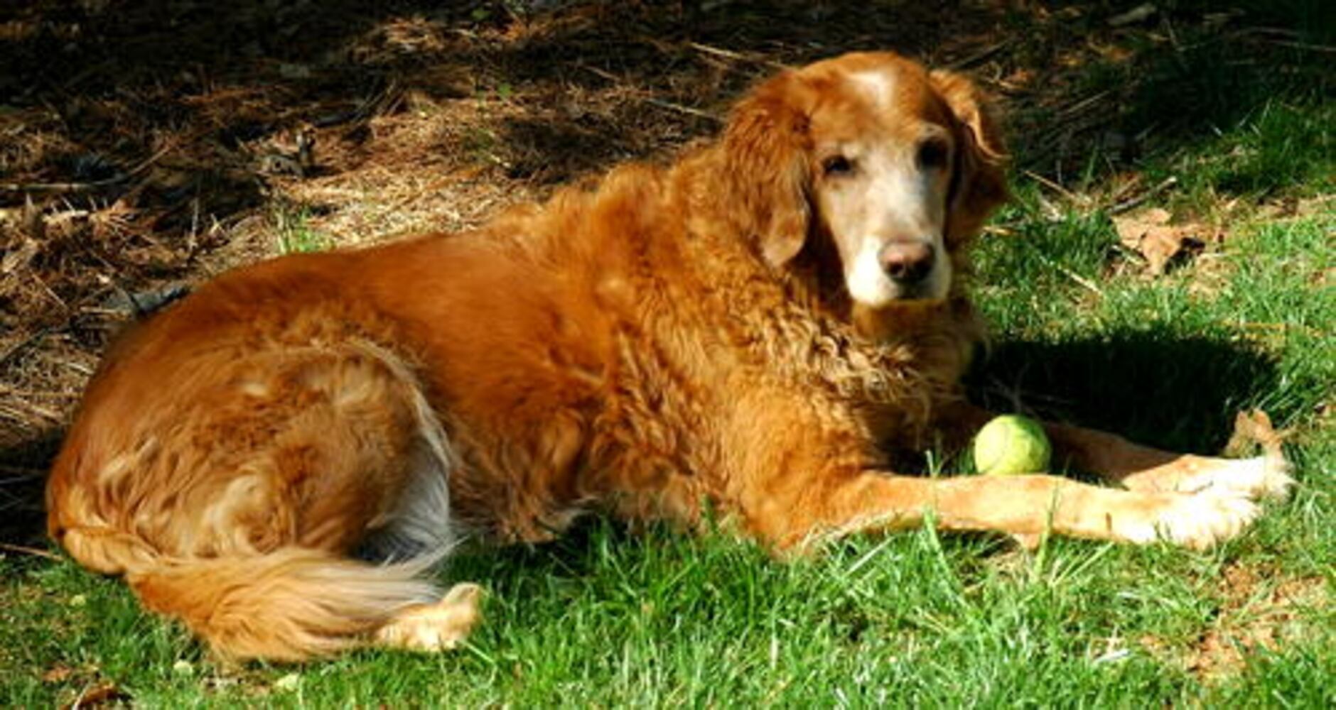 Atlanta's Top Dogs: 2. Golden Retrievers