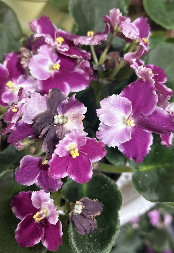 An African violet like this multi-colored beauty needs the proper balance of light, water, fertilizer, and temerature to theive