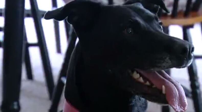 Macy the dog sits in the home of her owners
