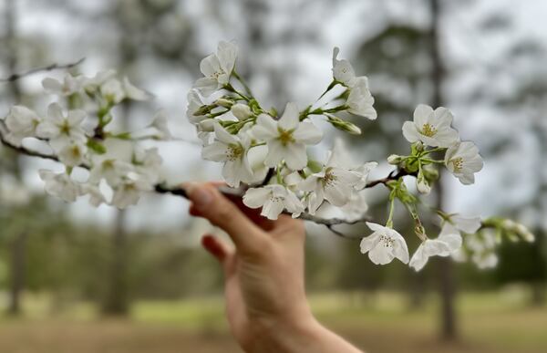 One of the first Yoshinos to bloom in Macon in 2024, a Yoshino on the Fickling Farm in northern Bibb County. When they first bloom, Yoshino flowers are lily white.