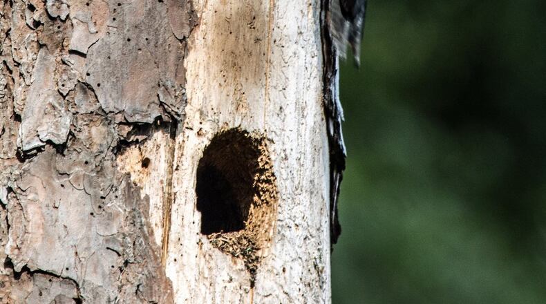 “My home overlooks a Little River floodplain near Woodstock,” wrote Bill Witherspoon. “Numerous woodpeckers frequent my feeders and I have found numerous nest trees in the area. I took this photo the last week of July, as the adult had just fed the juvenile what appeared to be blue berries from a neighbors farm.” He went on to add, “the Red-headed Woodpecker is a gorgeous bird with a bright red head from which it got its name. This North American species, with its boldly-patterned plumage, is popular among the bird-watchers and is widely spread almost all across the country, and is known in different names like ‘flag bird’ and ‘patriotic bird’.”