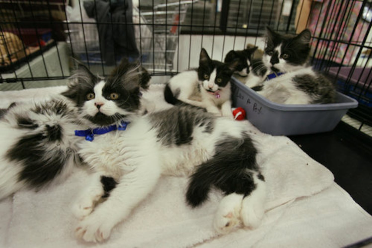 Metro Atlanta shelters see spike in unwanted pets