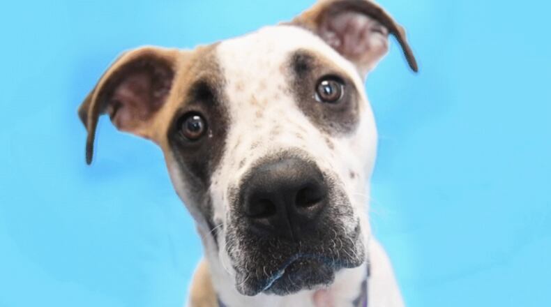 LifeLine Animal Project has nearly 3,000 pets in shelters and foster care and will hold free pet adoptions Nov. 25-28. Courtesy LifeLine Animal Project