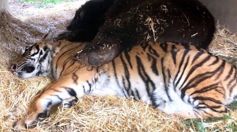Baloo the bear snuggles with an ailing Shere Khan a few days before his death. CREDIT: NOAH’s ARK ANIMAL SANCTUARY