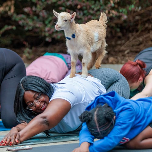 Strike a yoga pose with a friendly dwarf goat at the Pinckneyville Park Community Recreation Center on Saturday. (Courtesy of the Gwinnett County Convention and Visitors Bureau)