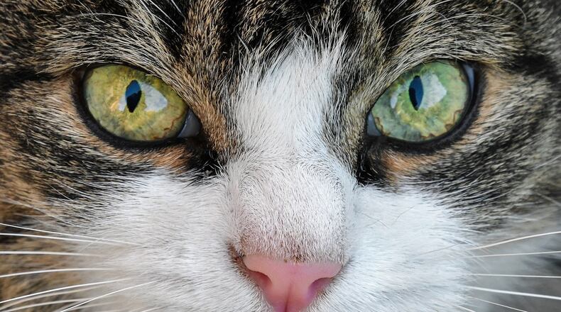 Animal groups extracted 105 cats from a Toronto home last weekend.