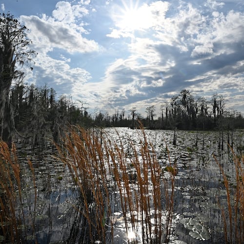The Okefenokee Swamp is shown covered with waterlilies, neverwet, pipewort, ferns, maidencane, and a variety of sedges and grasses on Monday, Mar. 18, 2024. (Hyosub Shin / Hyosub.Shin@ajc.com)