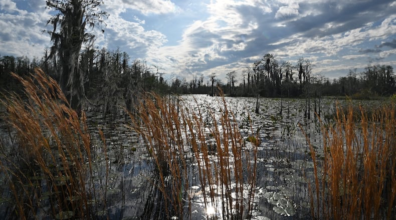 The Okefenokee Swamp is shown covered with waterlilies, neverwet, pipewort, ferns, maidencane, and a variety of sedges and grasses on Monday, Mar. 18, 2024. (Hyosub Shin / Hyosub.Shin@ajc.com)
