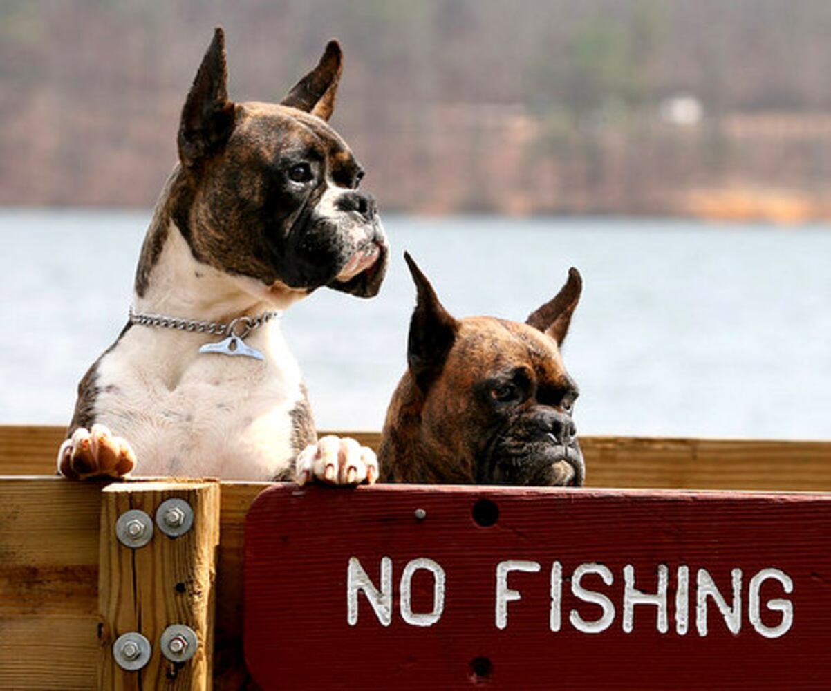Cutest pets
