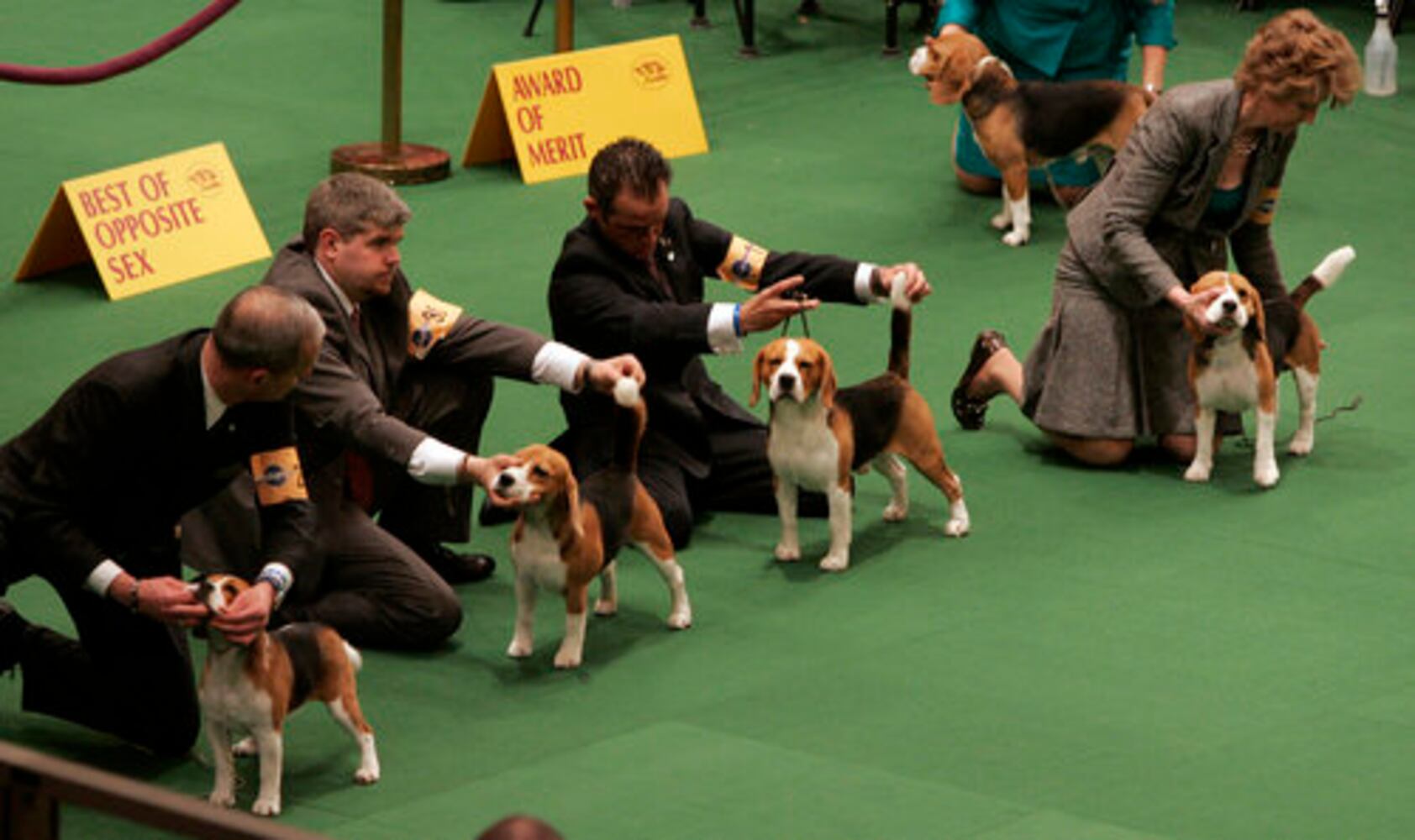 Westminster Dog Show
