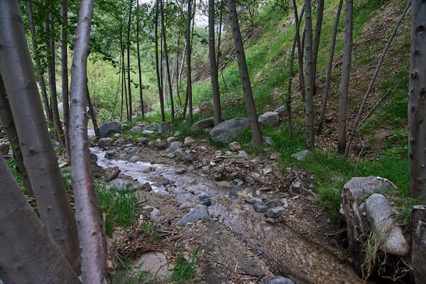 The Millard Creek flows through Millard Canyon, at the Chaney Trail Corridor, an area affected by the Eaton Fire, in Altadena, Calif., on Wednesday, April 23, 2025. (AP Photo/Damian Dovarganes)