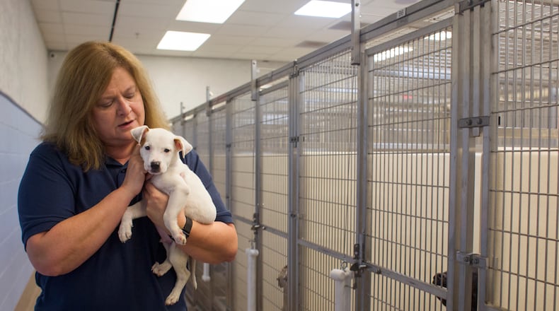 A Georgia senator is trying to keep local governments from banning stores from selling pets. Several Georgia municipalities have banned pet sales, urging people to instead adopt the animals. Rebecca Guinn, holds Casper, a pit bull puppy, at DeKalb County Animal Services in Chamblee, Georgia, on Monday, Oct. 2, 2017.(CASEY SYKES / CASEY.SYKES@AJC.COM)