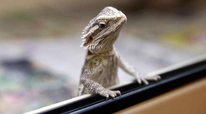 A pet lizard, similar to the one pictured above, was captured on camera waving back at its owner in a surprisingly human-like gesture.