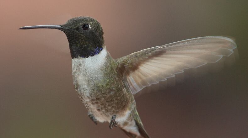 The black-chinned hummingbird (male shown here) is one of four nonnative hummingbird species that have appeared in Georgia so far this winter — in addition to the state's native ruby-throated hummingbird. (Courtesy of Mdf / Creative Commons)