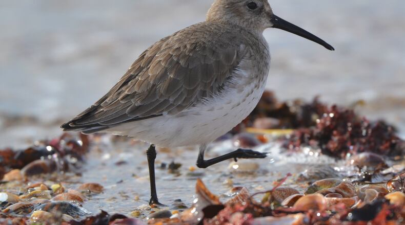 The dunlin is one of the most abundant shorebirds on Georgia's coast. It accounted for nearly 50% of all the shorebirds tallied on the coast last winter. (Courtesy of Andrew Cannizzaro/Creative Commons)