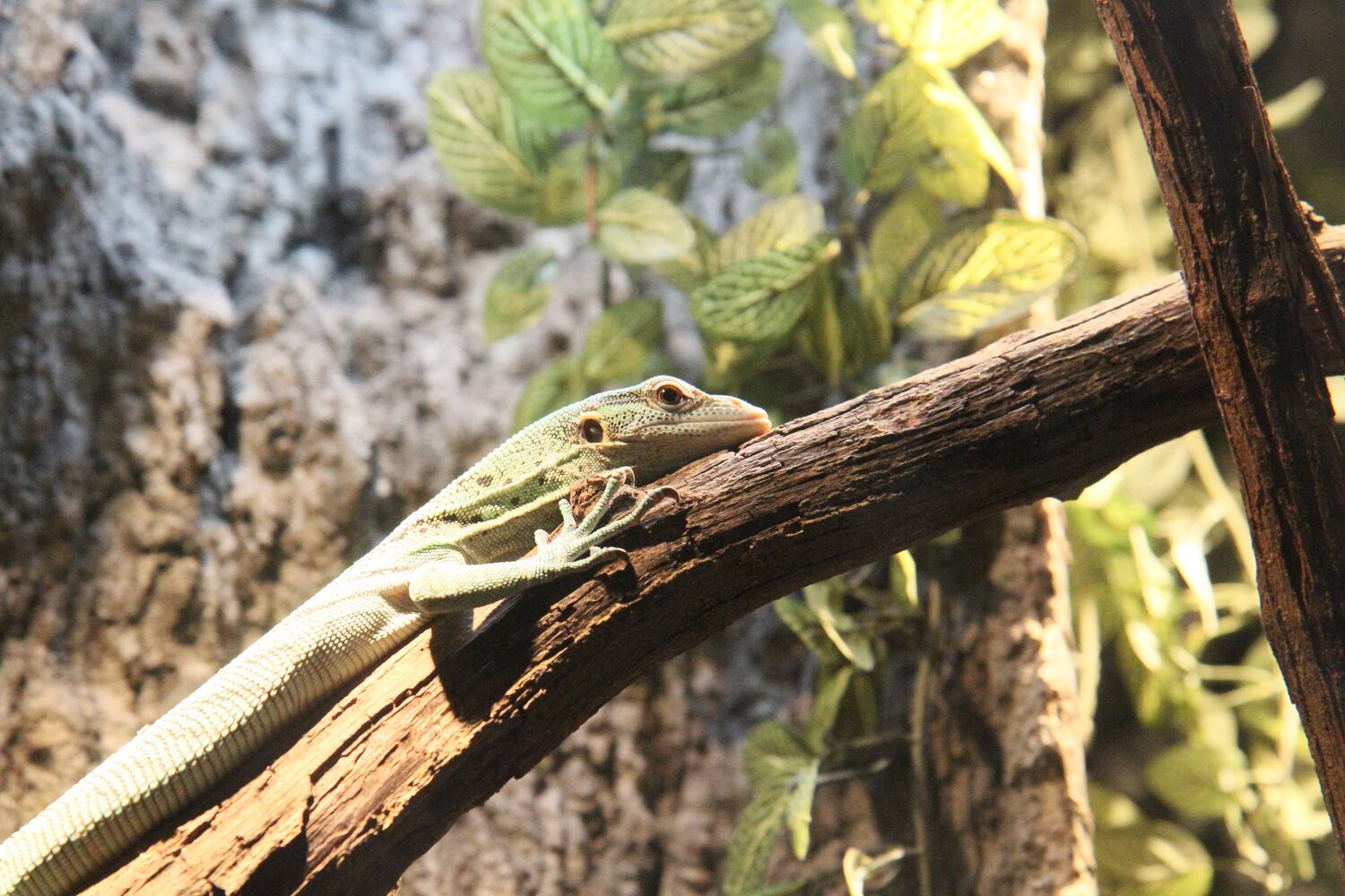 Zoo Atlanta opens new amphibian and reptile experience
