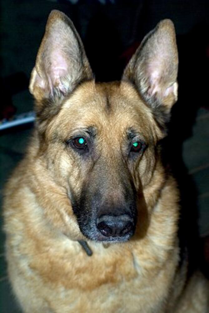 Atlanta's Top Dogs: 3. German Shepherds