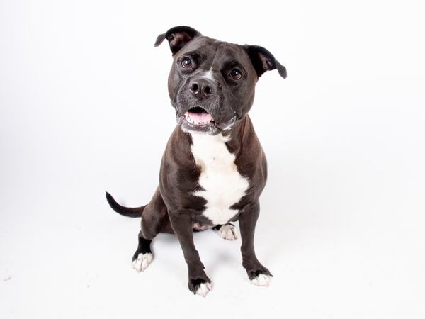 Sugar Pie is this week's adoptable pet from the Fulton County Animal Services shelter on Marietta Boulevard.