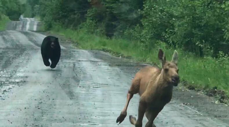 In this photo provided by Elvia J. Malcolm, a bear chases a moose calf in Telos Township, Maine, on Saturday, June 20, 2026. (Elvia J. Malcolm via AP)
