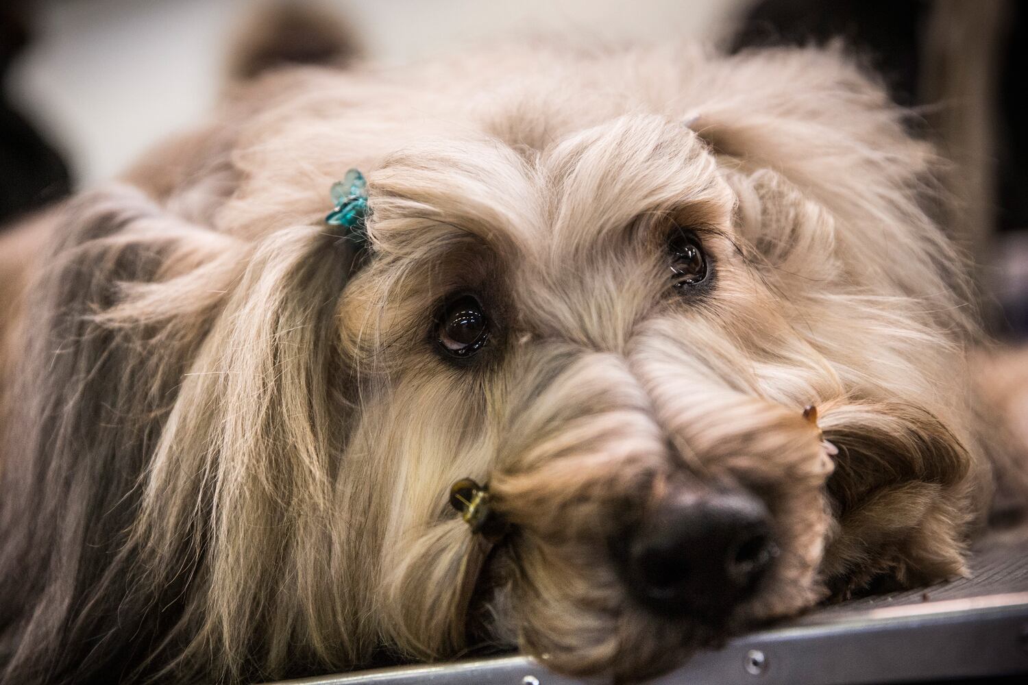 Cagney, a Briard