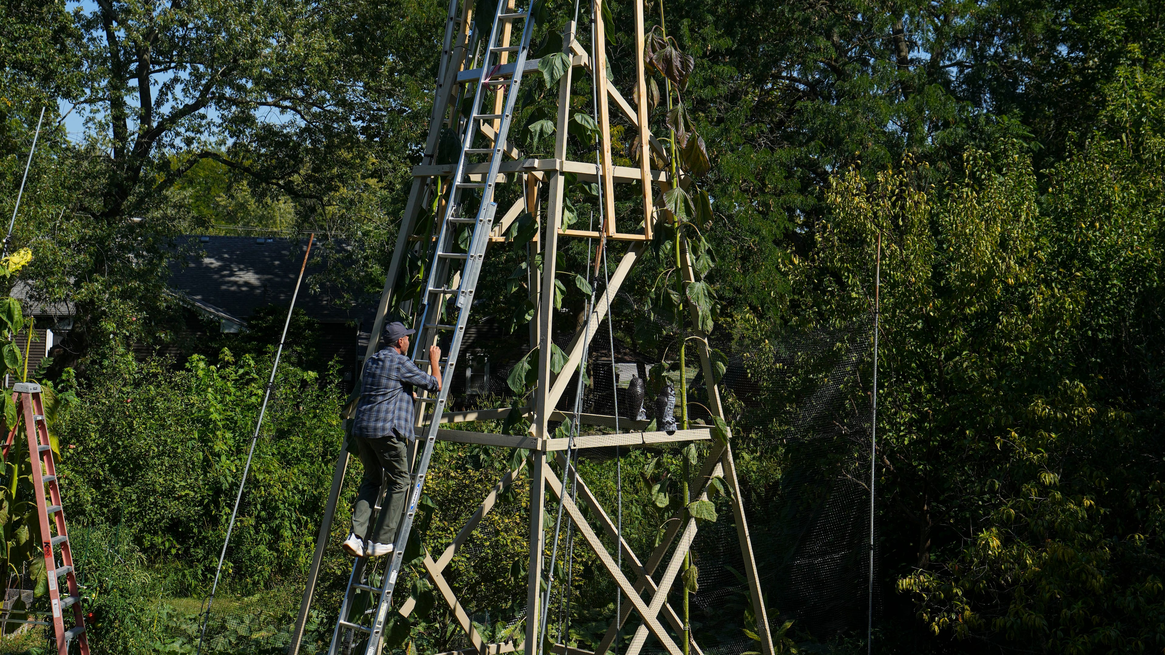 Alex Babich, climbs on the structure that surrounds his nearly 36-feet high sunflower that holds the world record for the tallest flower at his home in Fort Wayne, Ind., Thursday, Sept. 11, 2025. (AP Photo/Michael Conroy)