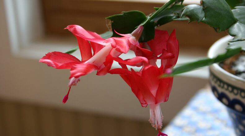 Three things are likely causes or Christmas cactus bud drop: lack of sunlight; drafts from cold air, or simply too many buds. WALTER REEVES