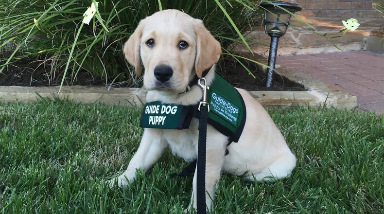 Puppy-in-training Escort, 8 weeks old, wears his Guide Dogs for the Blind vest for a photo in April 2015. Chloe Gonzales/American-Statesman