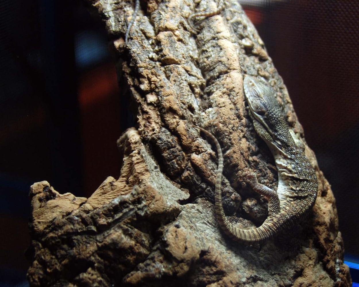 Repticon Orlando Reptile & Exotic Animal Show