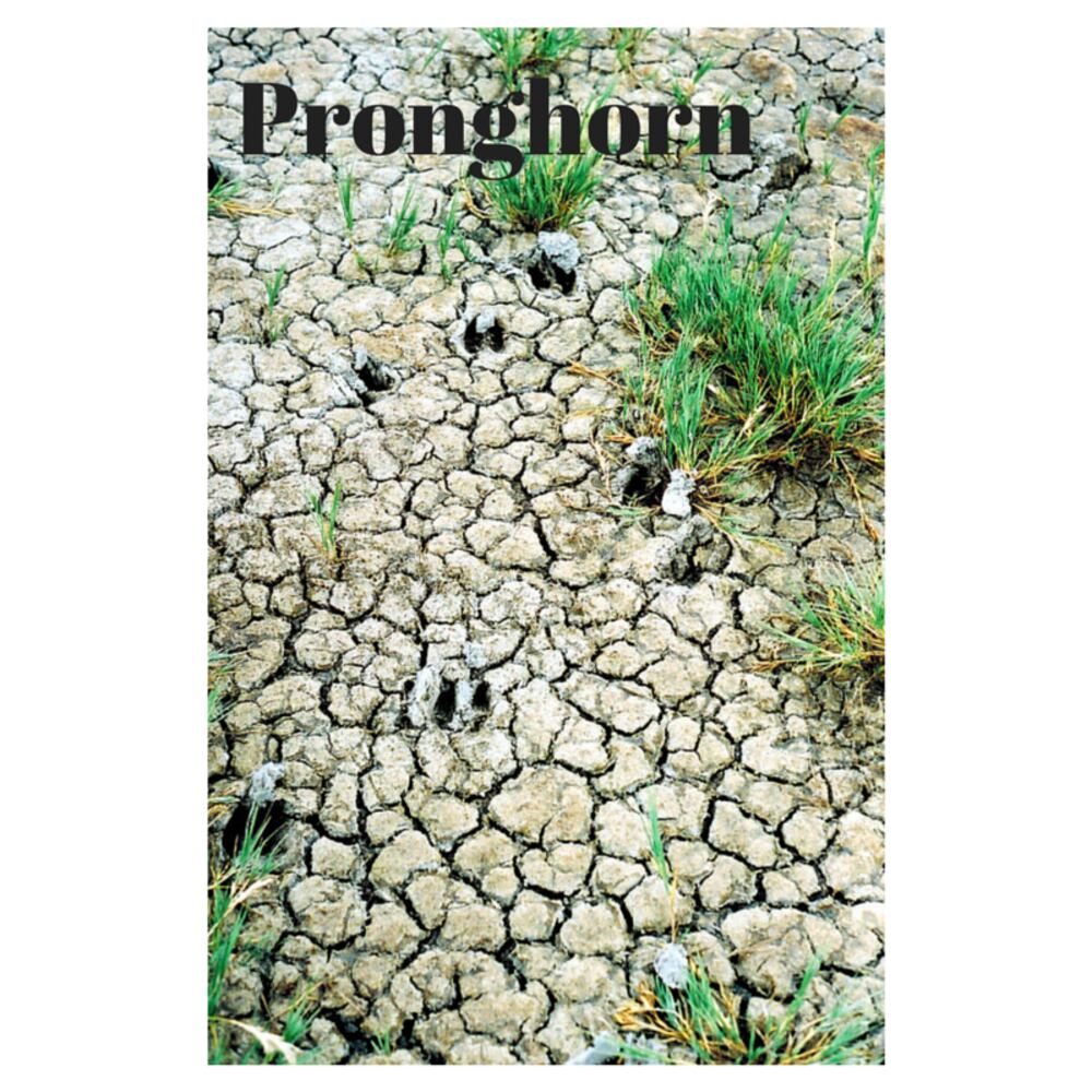 Can you identify these animal tracks?