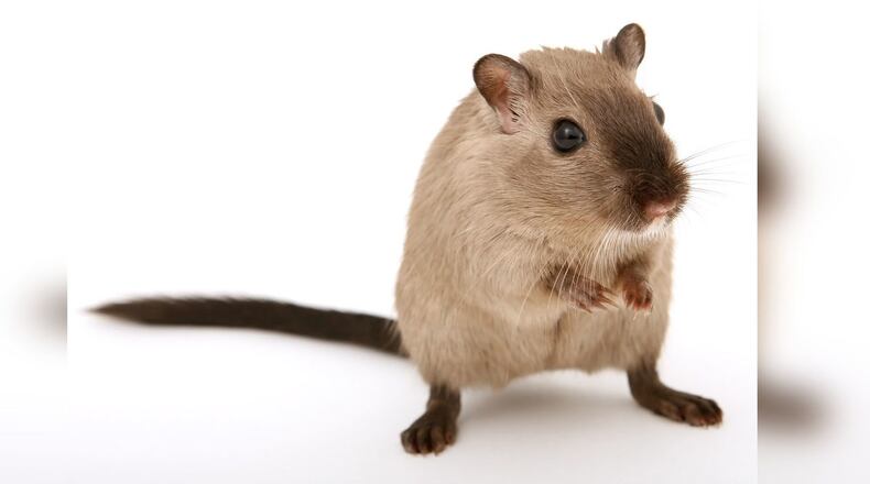 A rodent fell from the ceiling of the press both at the White House Tuesday morning, frightening reporters and causing a panicked scramble as the mouse ran around the booth and eventually escaped in the briefing room.