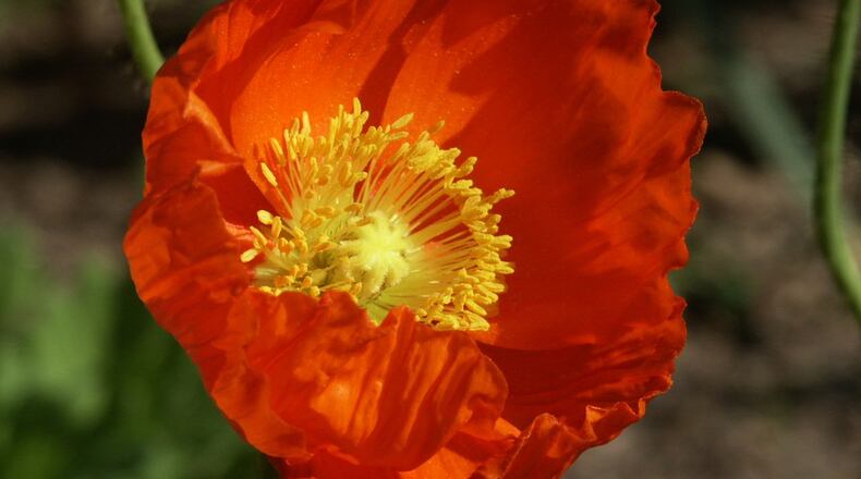 Plant poppy seed when soil is cooling. (Walter Reeves)