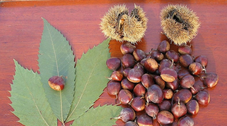 American chestnut leaves, burrs and nuts. The burrs contain the nuts. Photo credit Timothy Van Vliet/Creative Commons