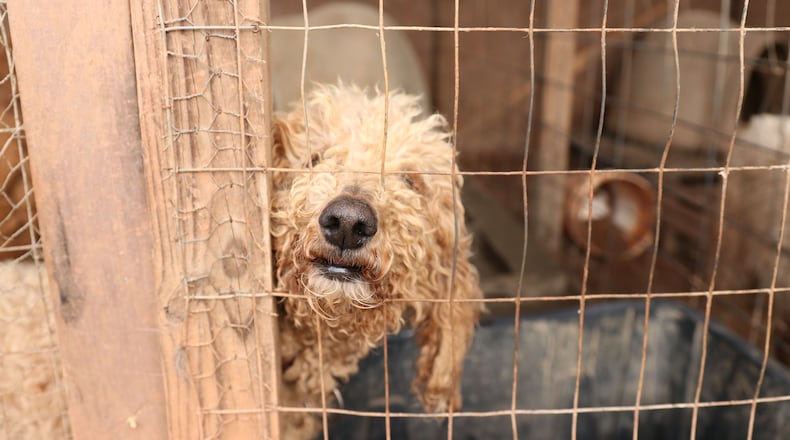 Authorities rescued 44 dogs from a Lamar County breeder Thursday, the Atlanta Humane Society said.