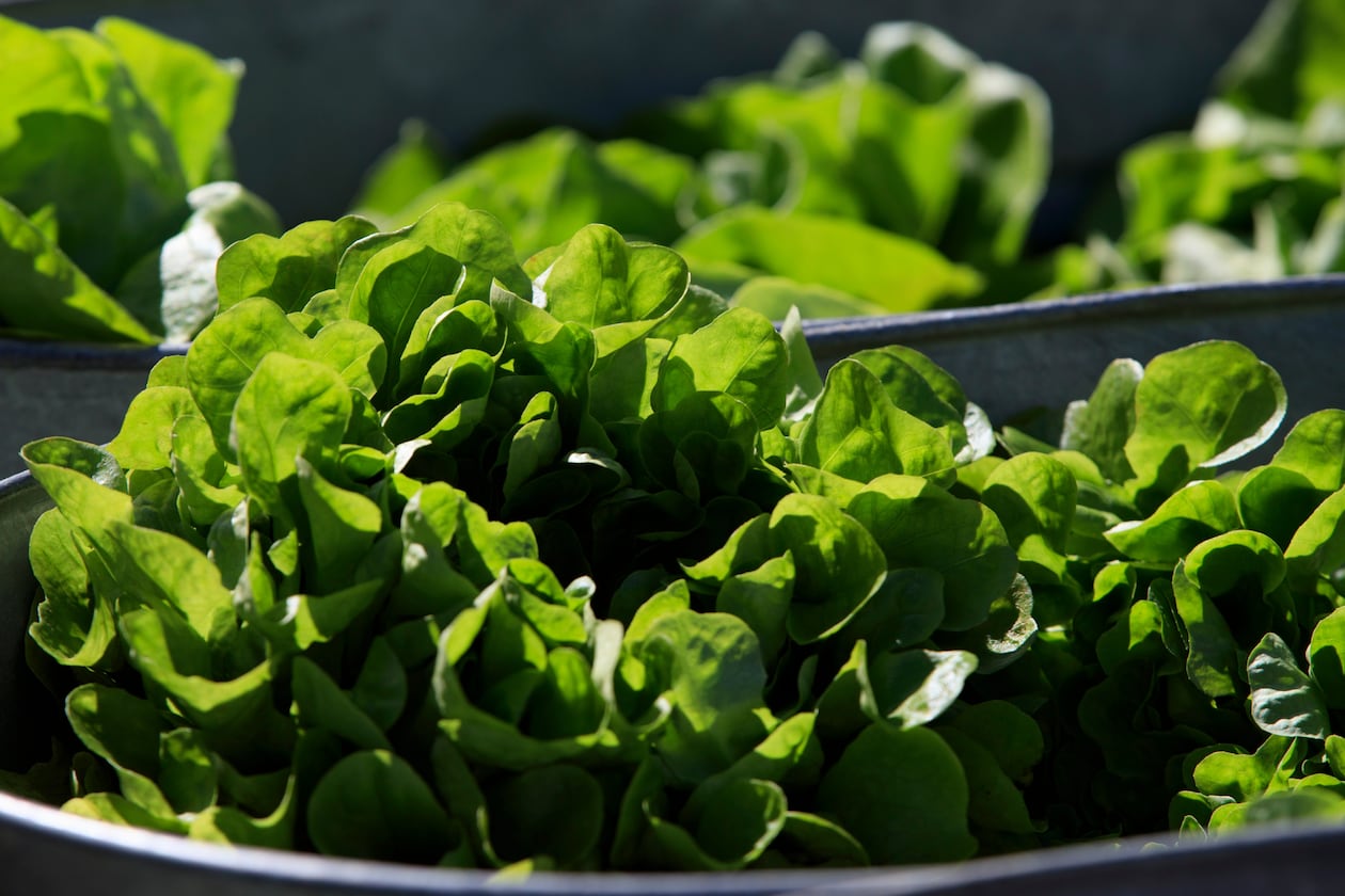 FILE - Organic lettuce is displayed in Falls Church, Va., Saturday, March 11, 2017. (AP Photo/J. Scott Applewhite)