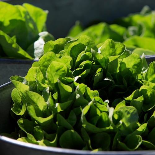 FILE - Organic lettuce is displayed in Falls Church, Va., Saturday, March 11, 2017. (AP Photo/J. Scott Applewhite)