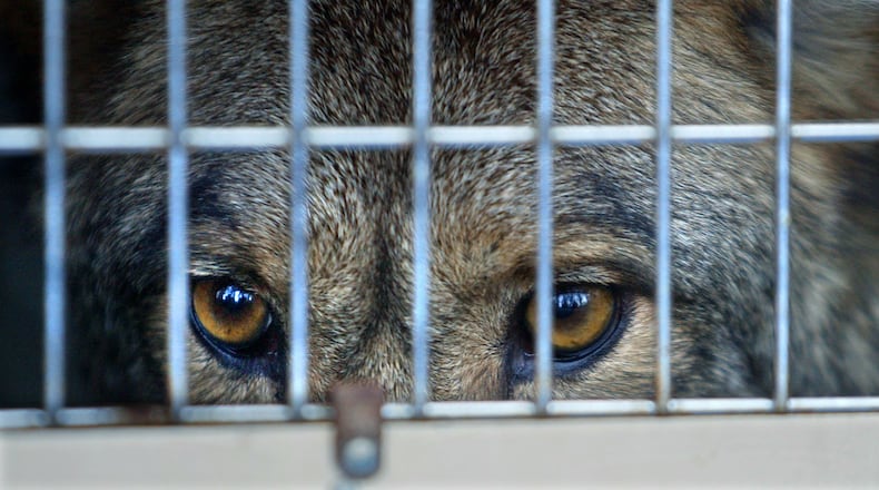 A coyote awaiting release back into the wild is pictured in this November 2003 photo. (Ken Hively/Los Angeles Times via Getty Images)