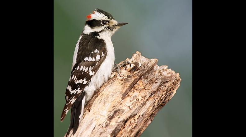 The downy woodpecker, like the one shown here, is a common backyard bird in Georgia. It often comes to suet feeders. (Courtesy of Wolfgang Wander/Creative Commons)