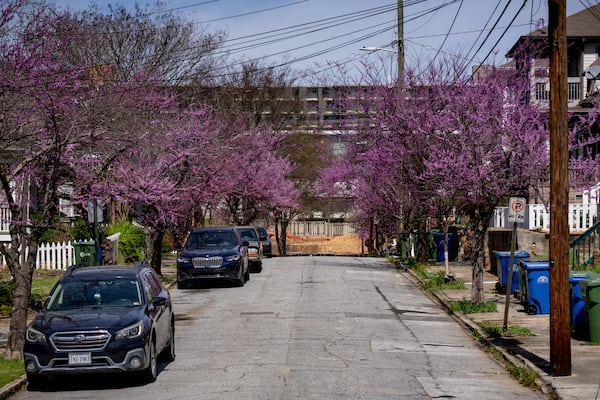 Eastern redbud trees bloom along a street in Atlanta, Georgia on Wednesday, March 19, 2025. (Ben Hendren for the Atlanta Journal-Constitution)