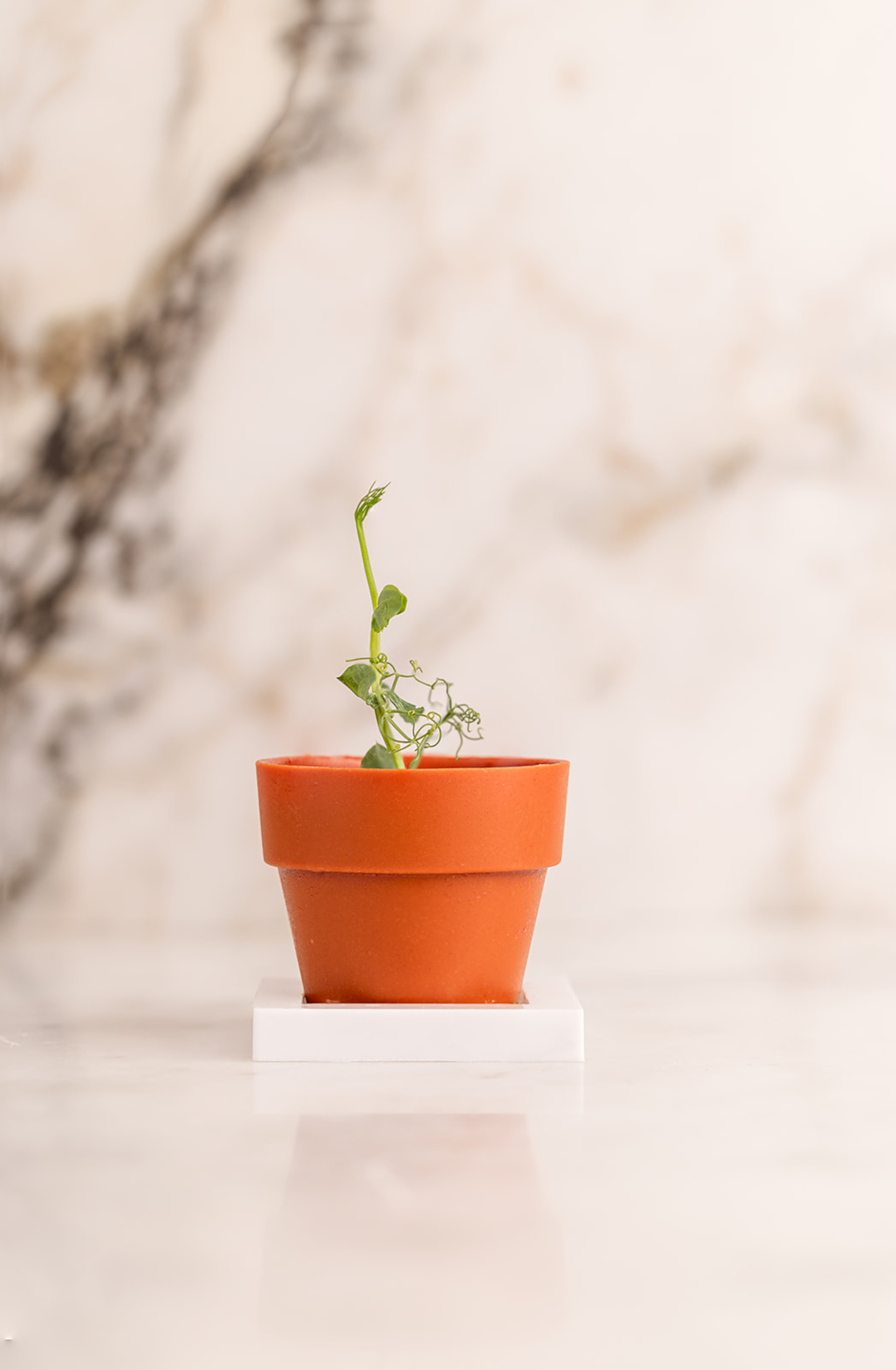 Chef Tamara Hewitt's potted plant dessert at Peckish. Her beautiful desserts have charmed many and opened doors to new opportunities. (Courtesy of Atlanta Creative Media)