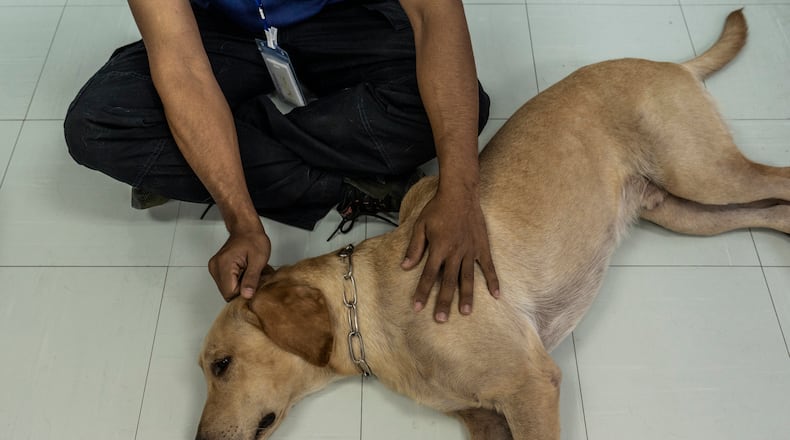 Bravo, a labrador, rests during a training session at Chulalongkorn University in Bangkok, May 14, 2021. In Thailand and around the world, dogs are being trained to sniff out the coronavirus in people. So far, the results have been impressive. (Adam Dean/The New York Times)