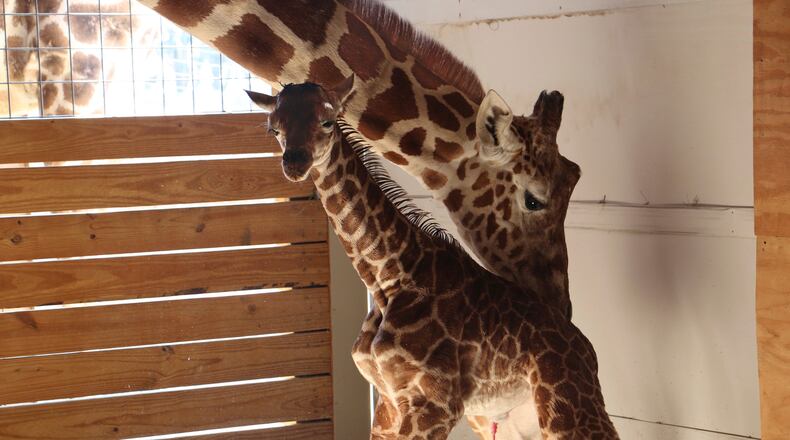 In this photo provided by Animal Adventure Park in Binghamton, N.Y., a giraffe named April stands with her new calf on Saturday, April 15, 2017. Her birth was broadcast to an online audience of more than a million viewers. (Animal Adventure Park via AP)