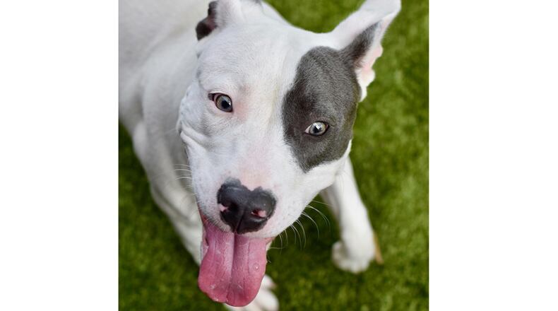 The Cherokee County Animal Shelter in Canton will offer free microchipping of dogs and cats on four dates in November.