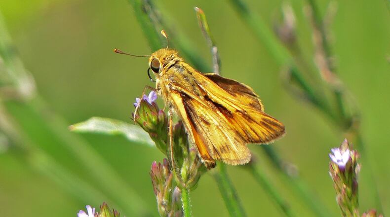 The fiery skipper is one of Georgia's smallest and most common butterfly species. It can hold its wings in a "triangular" shape. (Charles Seabrook for The Atlanta Journal-Constitution)