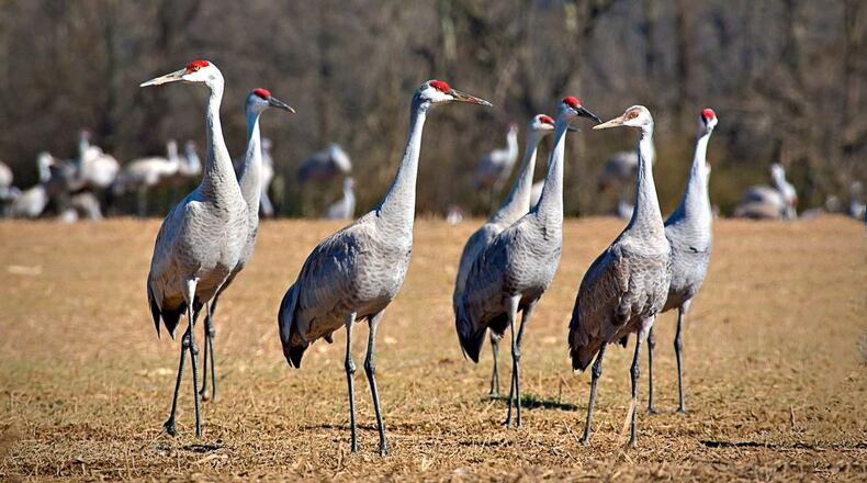 Sandhill cranes begin to gather at the Hiwassee Wildlife Refuge in January. Contributed by Tennessee Wildlife Resources